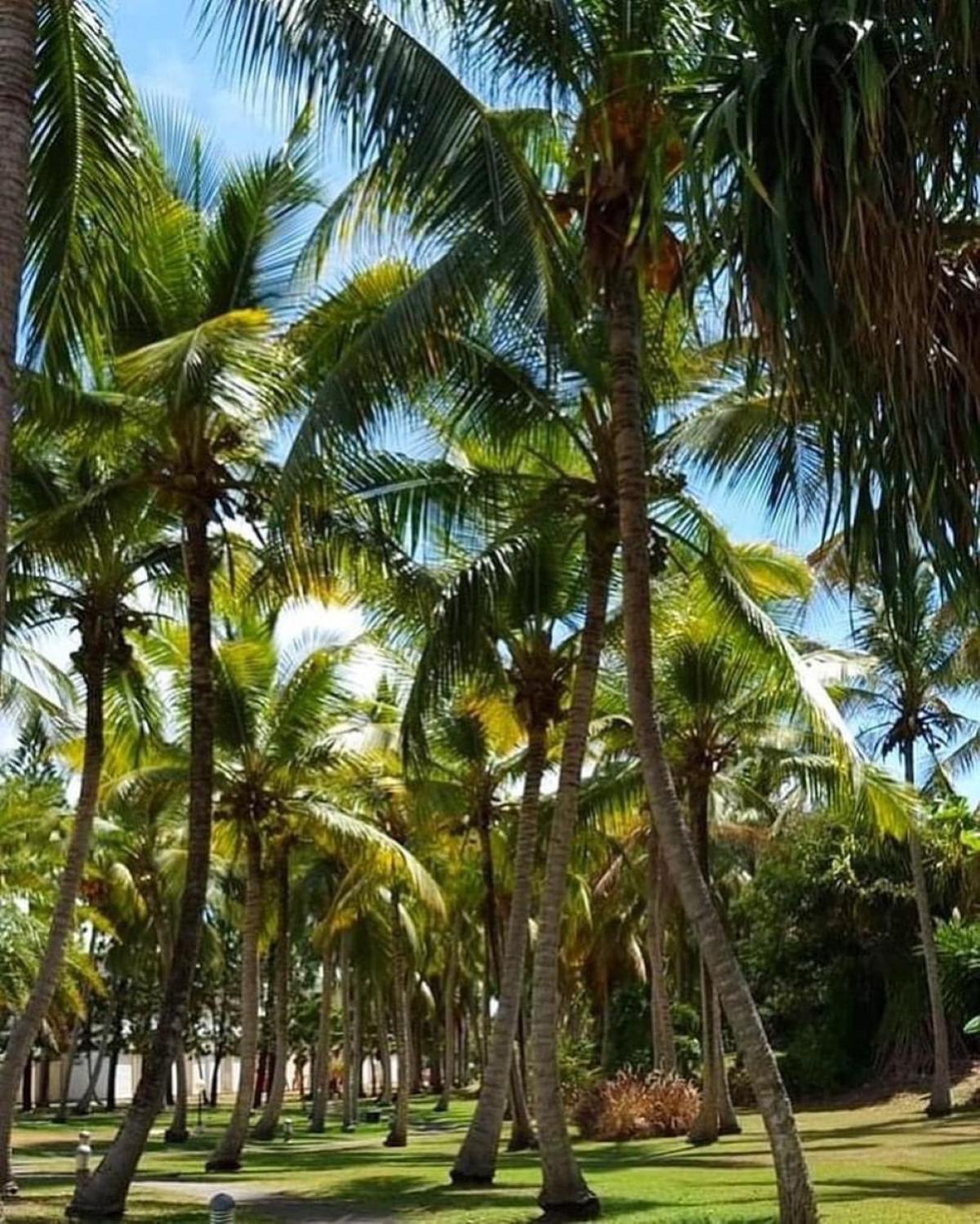 Studio Mojito Vue Mer,Piscine Avec Cuve Eau Et Acces Plage Et Piscine Anse Des Rochers Saint-Francois  Luaran gambar